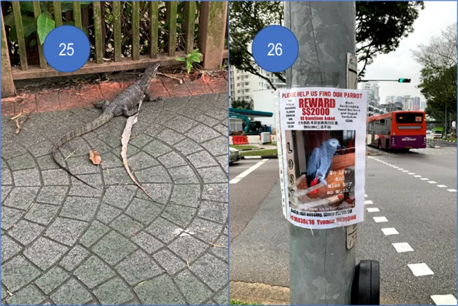 Sometimes these monitor lizards could be seen walking near parks or water.